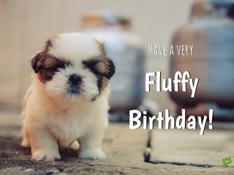 Birthday Wish On Cute Image With Fluffy Puppy